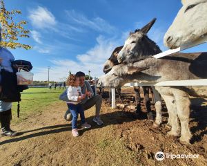 香港-特雷斯坎多斯 機票酒店 自由行