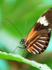 Nathaly Butterfly Garden