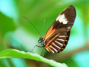 Butterfly House Nathaly Mindo