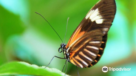 Butterfly House Nathaly Mindo
