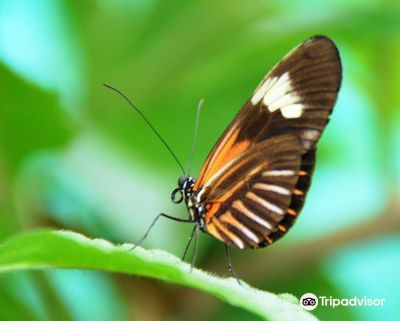 Butterfly House Nathaly Mindo