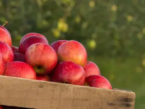 Karnes Orchard