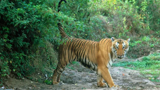 Bandipura Tiger Reserve
