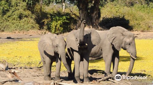 Camping Sites at Mana Pools National Park