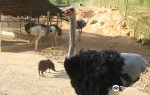 蘇比克灣野生動物園