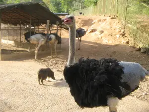 蘇比克灣野生動物園