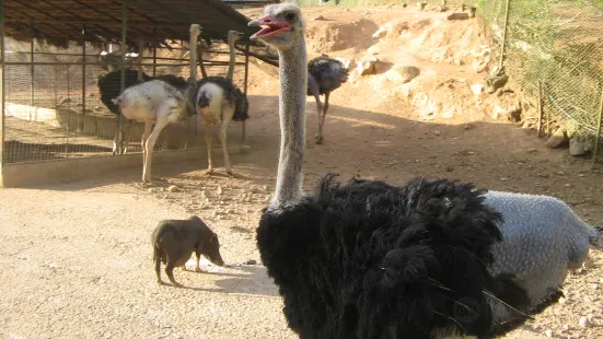 蘇比克灣野生動物園