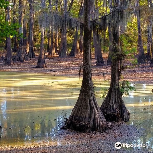 Clovis to Jackson flight