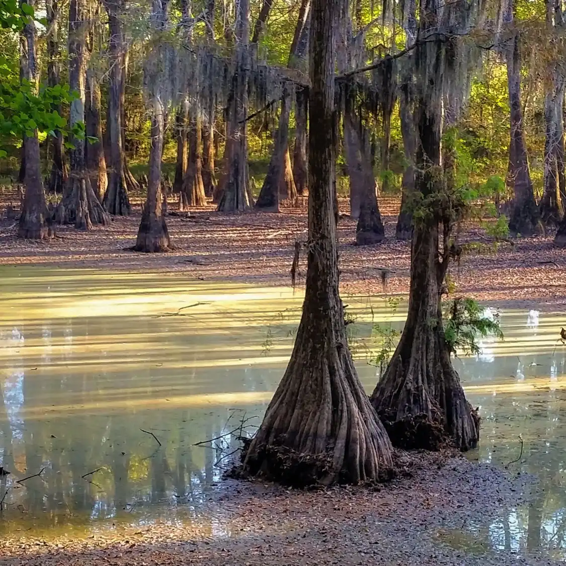Hotels near LeFleur's Bluff State Park