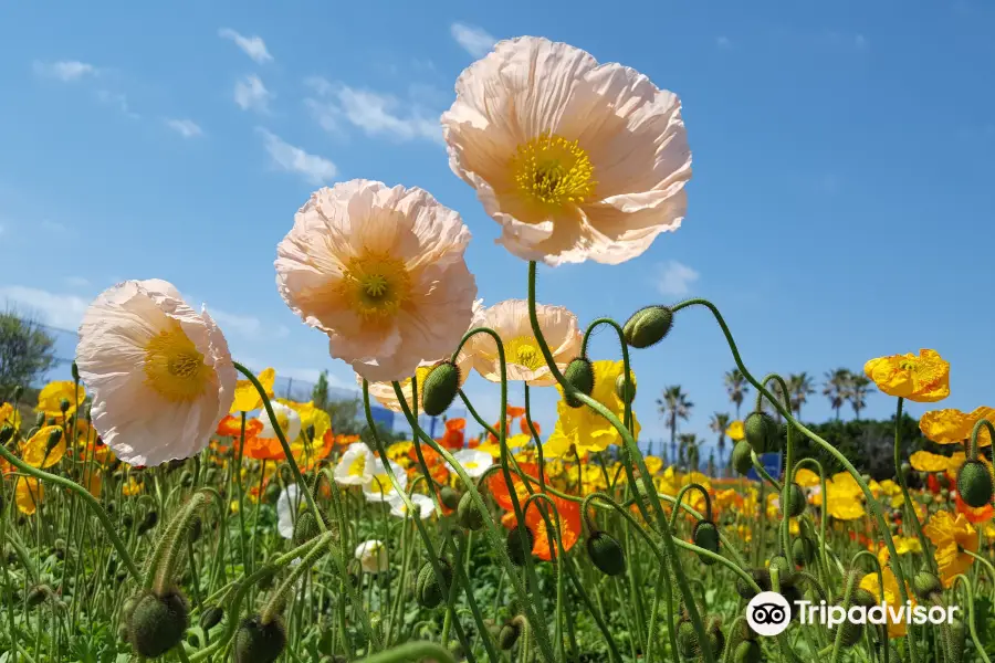 Tateyama Family Park