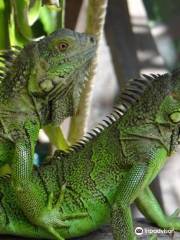 Green Iguana Conservation Project