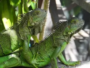 Green Iguana Conservation Project