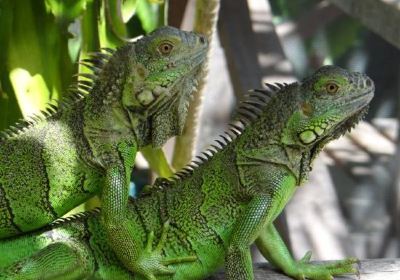 Green Iguana Conservation Project