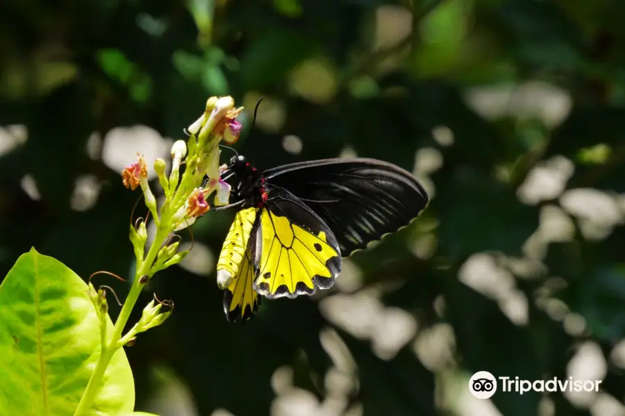 Kemenuh Butterfly Park