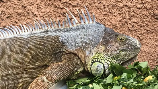 Pure Venom Reptile Park