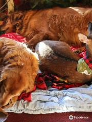 Vermont Reindeer Farm