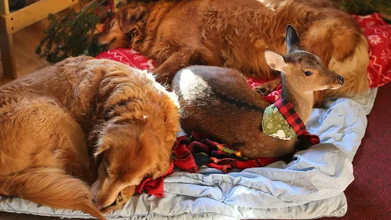 Vermont Reindeer Farm