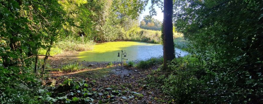 Warley Place Nature Reserve
