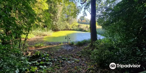 Warley Place Nature Reserve