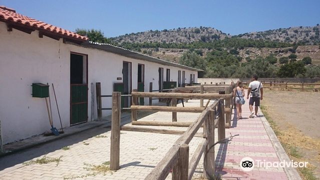 Faethon Miniature Horses Farm