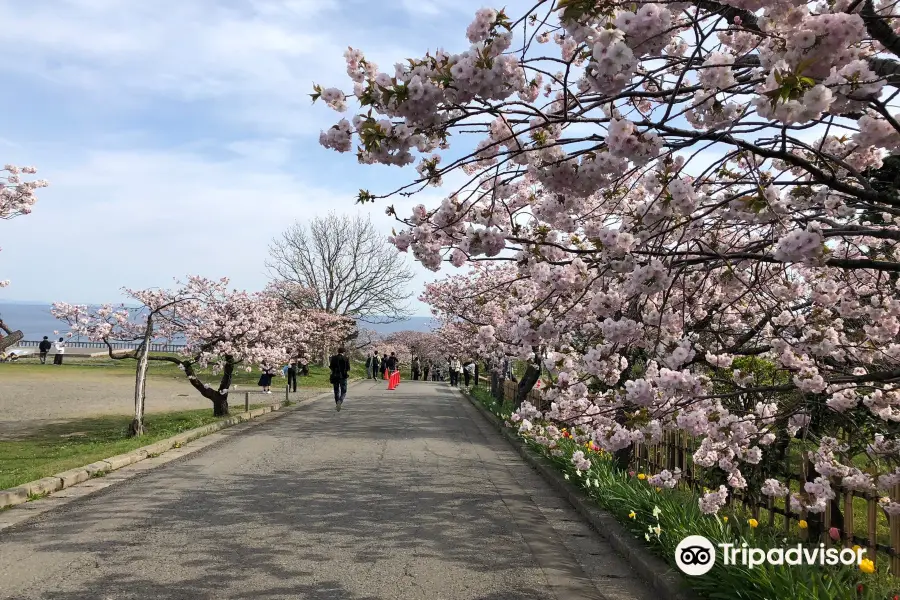 Matsumae Cherry Blossom Festival