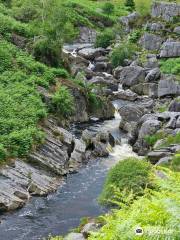 Gilfach Nature Reserve