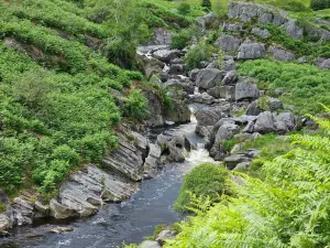 Gilfach Nature Reserve