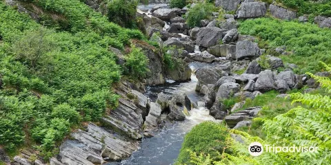 Gilfach Nature Reserve