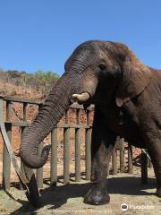 Elephant Sanctuary Hartbeespoort