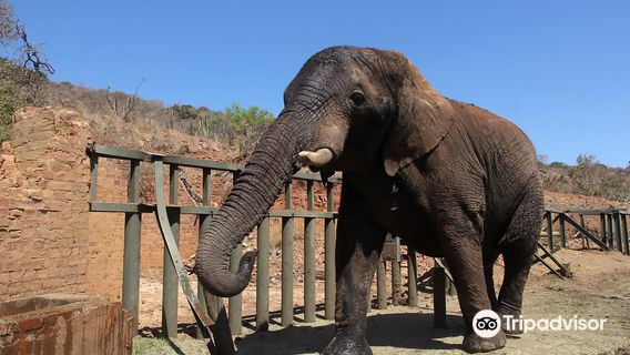Elephant Sanctuary Hartbeespoort