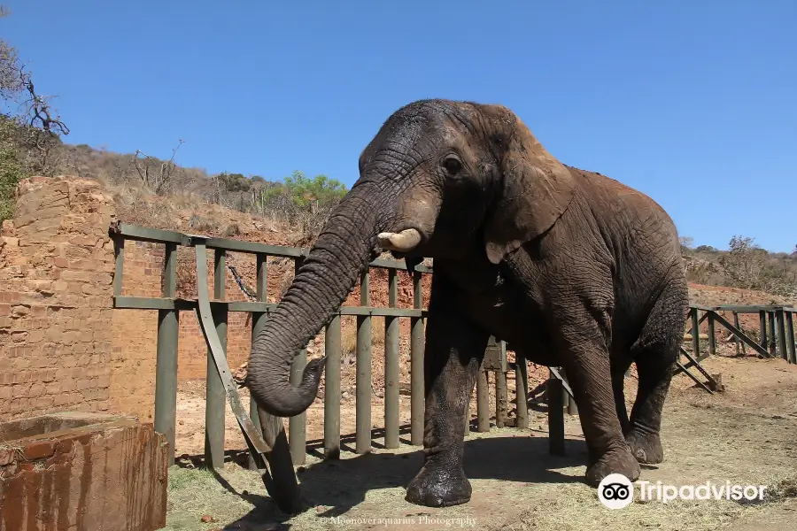 Elephant Sanctuary Hartbeespoort