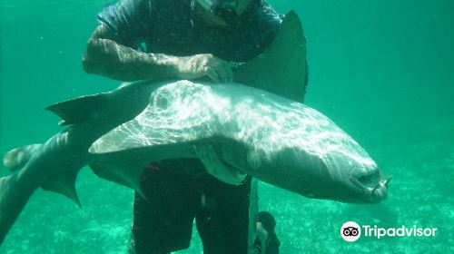 Shark Ray Alley