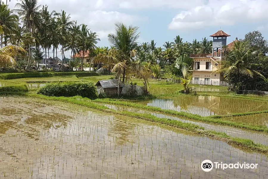 Ubud Kajeng Rice Fields Walk