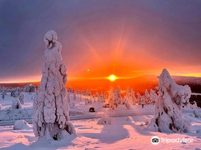 Lapland Safaris Levi