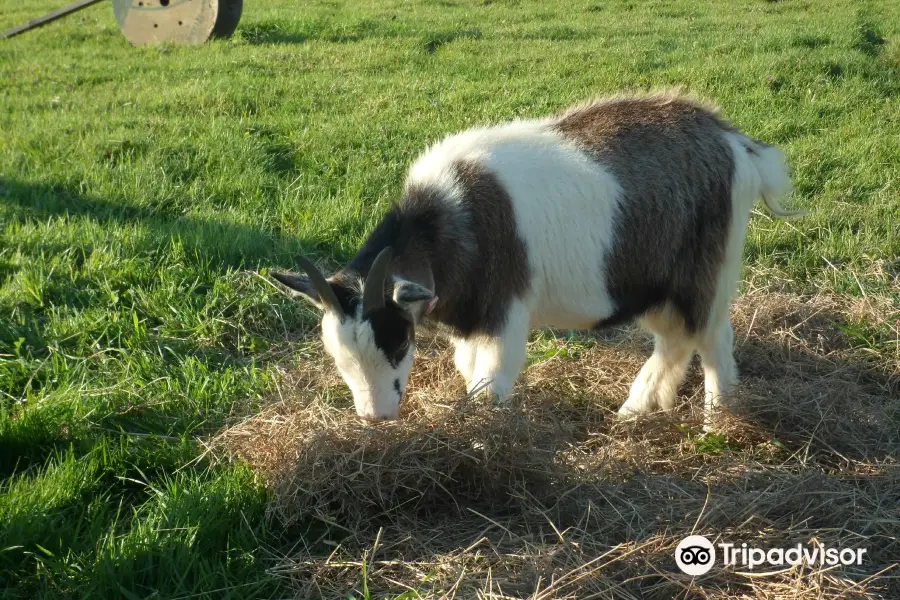 Farmtastic Animal Farm