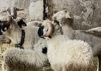 La Ferme de Seraussaix