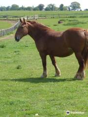 The Suffolk Punch Trust