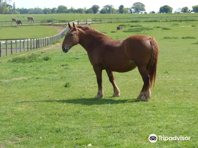 The Suffolk Punch Trust