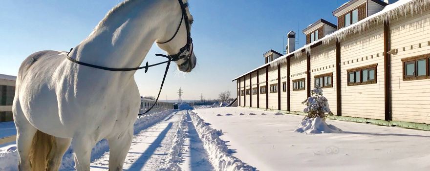White Stable