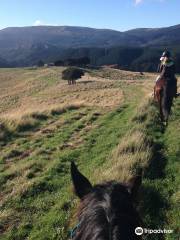 Silver Stream Horses