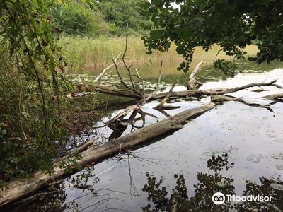 Wisentreservat Damerower Werder