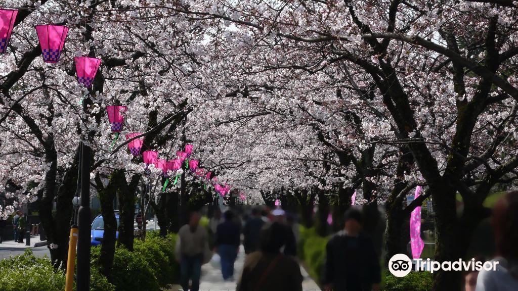 Odawara Cherry Blossom Matsuri | Odawara