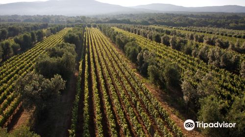 Poggio al Tesoro