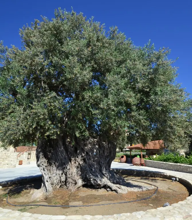 Skarinou