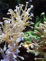 Smithsonian Marine Ecosystems Exhibit