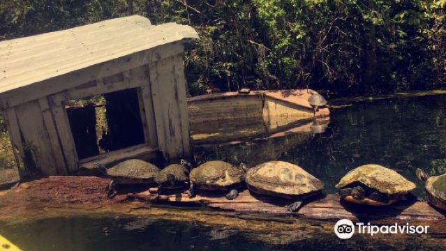 ทัวร์ 1 วัน เรือท้องกระจกและเรือ เรือคายัค หนึ่งวันในอุทยานแห่งรัฐซิลเวอร์สปริงส์