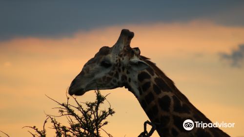 Nambiti Big 5 Private Game Reserve