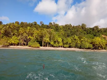 Bahia drake