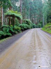 Wirrawilla Rainforest Walk