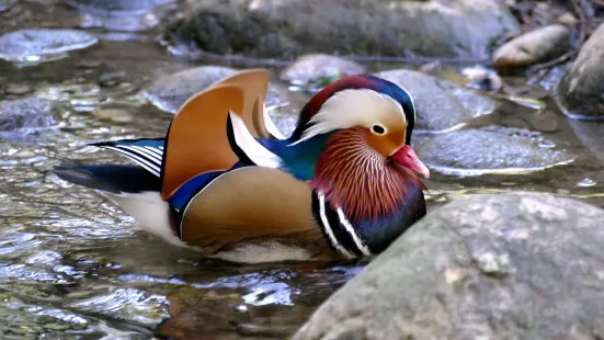 海拉布倫動物園